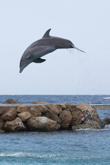 Delfin-Sprung im schönen Meer