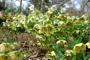 The fading flowers of white Helleborus hybridus mix,