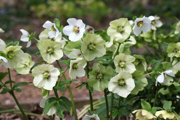 The fading flowers of white Helleborus hybridus mix,