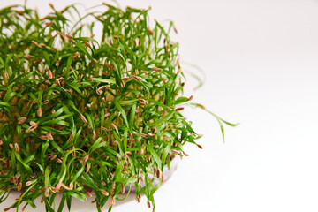 Closeup of a fresh micro green fennel arranged in a plastic box isolated on white background. Horizontal view.
