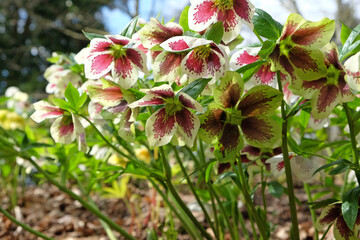 Purple and white speckled Hellebores, 'Helleborus hybridus', or lenten rose in flower