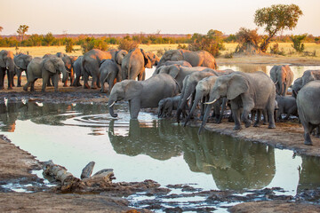 Herd of African elephants at Nehibma Safari Lodge watering hole, Hwange National Park, Zimbabwe...