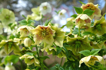 Yellow speckled Hellebores, or lenten rose, in flower