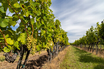 Fototapeta na wymiar Grapes yellow muscat in Tokaj region, Unesco site, Hungary