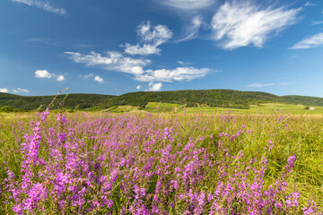 Blooming meadow in Tokaj region, Northern Hungary