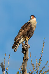 Caracara in a tree