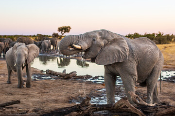African elephant drinking water at Nehibma watering hole, Hwange National Park, Zimbabwe Africa - obrazy, fototapety, plakaty