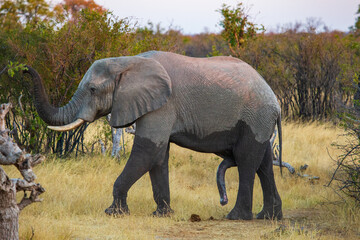 Fototapeta na wymiar Large male African elephant in the savannah; Nehimba Safari Lodge, Hwange National Park, Zimbabwe Africa