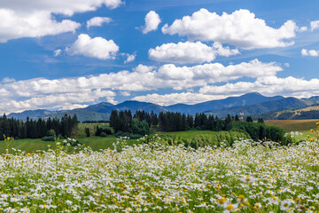 Obraz premium Blooming meadow with Low Tatras in summer time, Slovakia