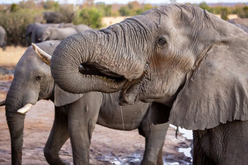 African elephant drinking water at Nehibma watering hole, Hwange National Park, Zimbabwe Africa