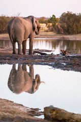 African elephant at watering hole, reflection. Nehibma lodge, Hwange National Park, Zimbabwe Africa - obrazy, fototapety, plakaty