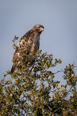 red tailed hawk