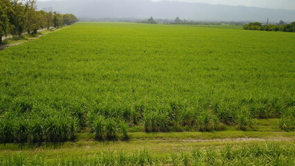 sugarcane cultivation in northwestern Argentina