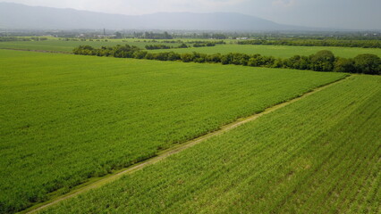 sugarcane cultivation in northwestern Argentina