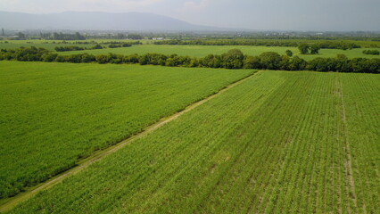 sugarcane cultivation in northwestern Argentina