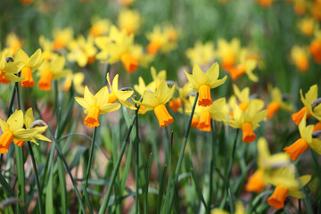 Fototapeta premium Pretty Narcissus daffodils ÔJetfireÕ in flower.