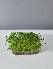 Full length of a fresh micro green watercress arranged in a plastic box isolated on white background.