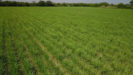 sugarcane cultivation in northwestern Argentina