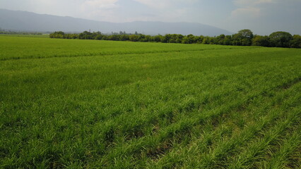 sugarcane cultivation in northwestern Argentina