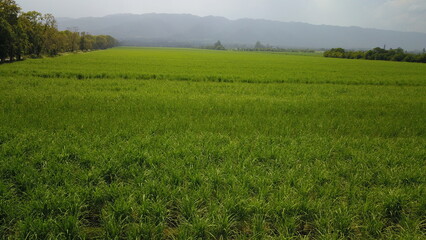 Fototapeta premium sugarcane cultivation in northwestern Argentina