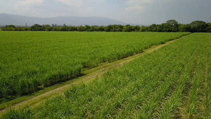 Fototapeta premium sugarcane cultivation in northwestern Argentina