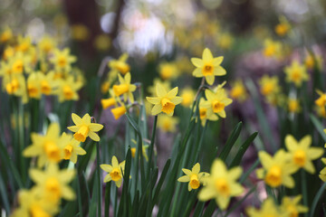 Pretty Narcissus jonquil in flower.