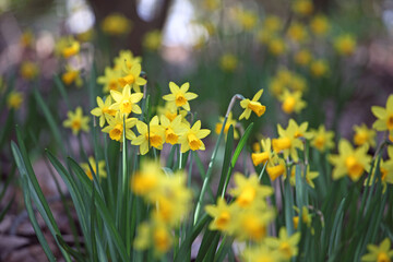 Pretty Narcissus jonquil in flower.