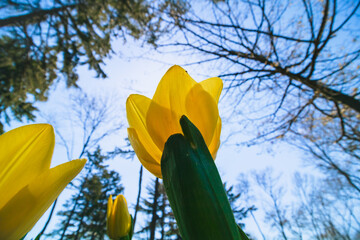 Yellow tulip. Low angle view of yellow tulip in the park