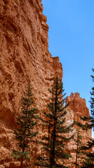 Trees surrounded by escarpments