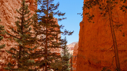 Trees surrounded by scarps