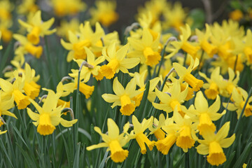Obraz premium Pretty yellow 'Narcissus cyclamineus' daffodil 'Rapture' in flower.