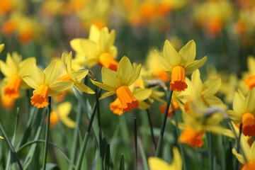Pretty Narcissus daffodils  ÔJetfireÕ in flower.