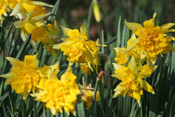Yellow Narcissus 'Rip van Winkle' double daffodil in flower
