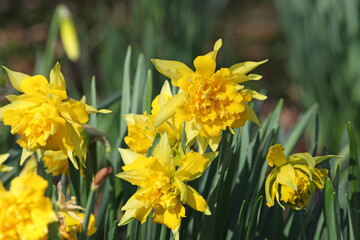 Yellow Narcissus 'Rip van Winkle' double daffodil in flower