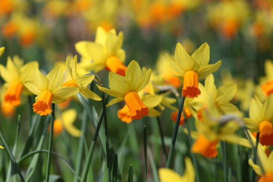 Pretty Narcissus daffodils  &Ocirc;Jetfire&Otilde; in flower.
