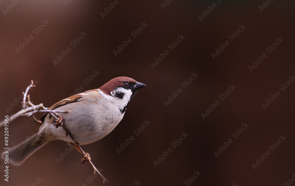 Wall mural sparrow on a thin twig on a blurred brown background.