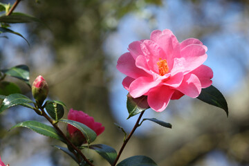 Obraz premium Pink Camellia 'Phyl Doak' in flower