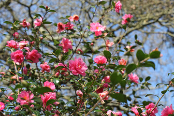 Pink Camellia 'Phyl Doak' in flower