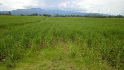 sugarcane cultivation in northwestern Argentina