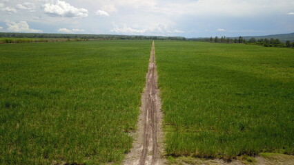 sugarcane cultivation in northwestern Argentina