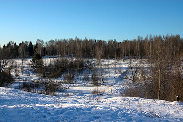 winter forest in the snow