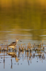 Common Greenshank (Tringa nebularia), Dehtar pond, Southern Bohemia, Czech Republic