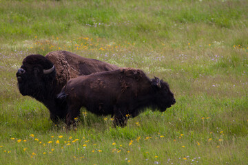 Bison bull and cow in Lamar Valley
