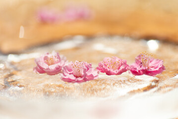 Obraz na płótnie Canvas 水に浮かぶ梅の花
