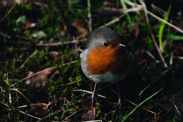 Robin visitor