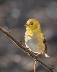 Obraz premium Gold Finch On Stick