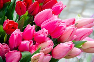 Fototapeta premium pink tulips for background or postcard. world women's day. natural pink and purple color.