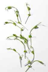 Young pea plant grown as micro green, isolated on white