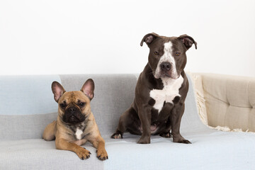 Selective focus horizontal view of tan French Bulldog and dark grey and white  American Bully sitting on couch with a forlorn expression