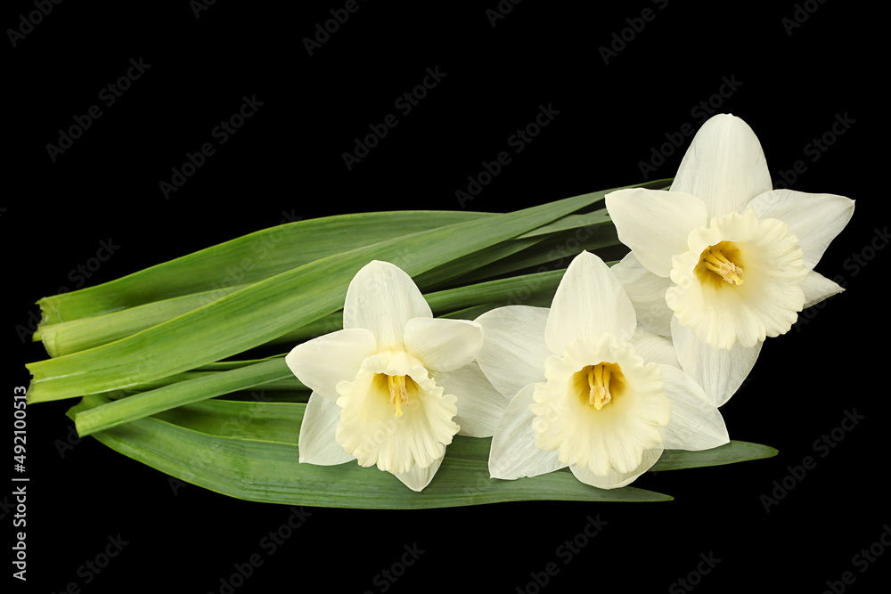 Wall mural Narcissus flower on black